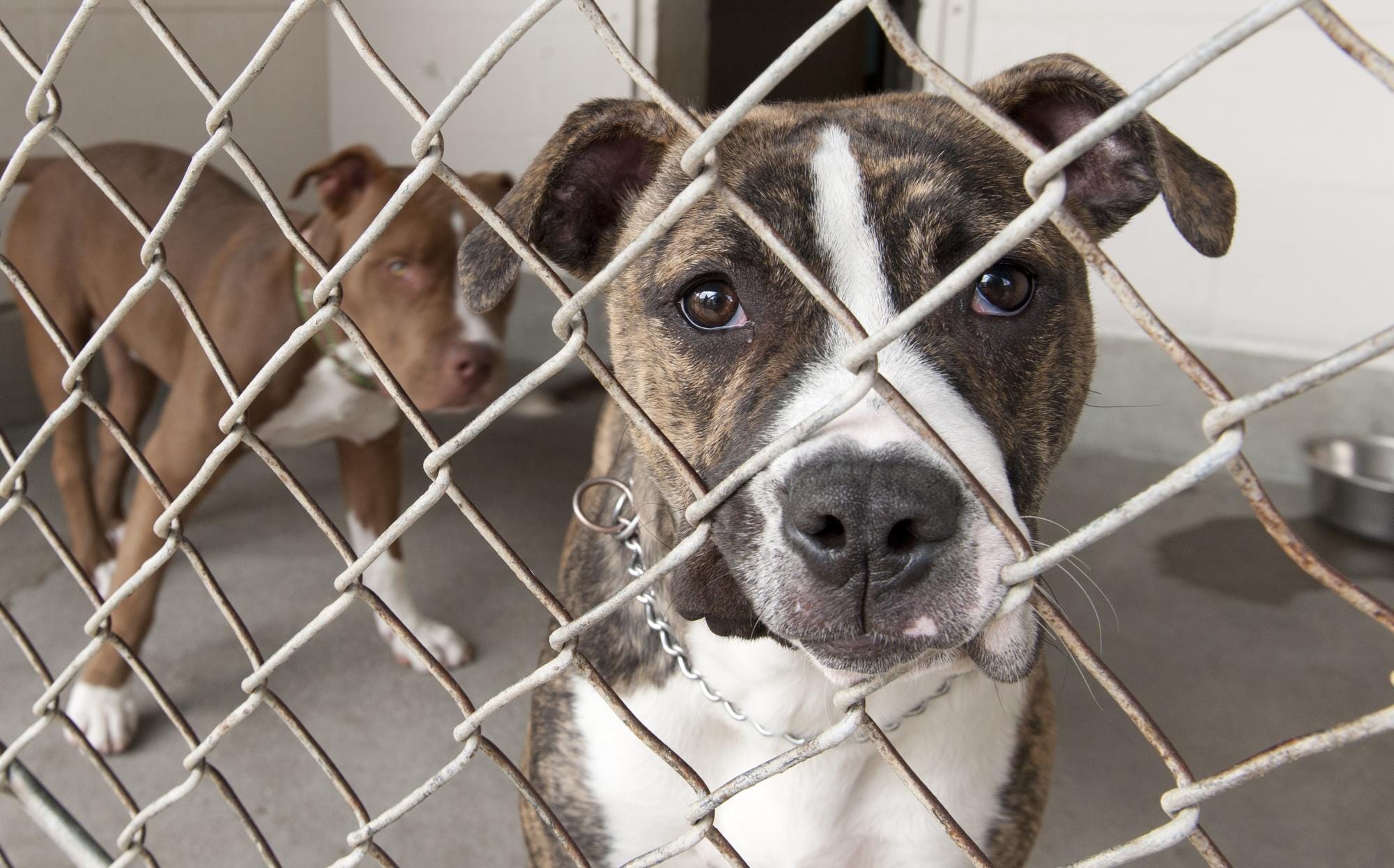 spca surrendering a dog